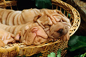 PUP 36 RC0005 01
Shar-Pei Puppies Sleeping In Wicker Basket In Garden