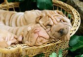 PUP 36 RC0005 02
Shar-Pei Puppies Sleeping In Wicker Basket In Garden