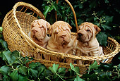 PUP 36 RC0006 01
Three Shar-Pei Puppies Sitting In Wicker Basket In Garden