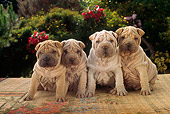 PUP 36 RC0007 01
Four Shar-Pei Puppies Sitting On Mat In Garden By Shrubs And Flowers