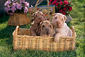 PUP 36 RC0008 01
Three Shar-Pei Puppies Sitting In Wicker Basket By Pink And Red Flowers
