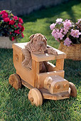 PUP 36 RC0009 01
Shar-Pei Puppy Sitting In Wooden Train On Lawn By Pink And Red Flowers