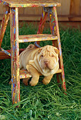 PUP 36 RC0011 01
Shar-Pei Puppy Leaning On Ladder On Grass