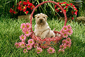 PUP 36 RC0012 01
Portrait Of Shar-Pei Puppy Sitting In Red Basket In Garden By Pink And Red Flowers