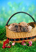 PUP 36 RC0015 01
Portrait Of Two Shar-Pei Puppies Sleeping In Basket By Pink And Red Flowers
