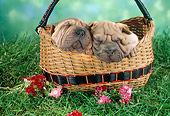 PUP 36 RC0015 02
Portrait Of Two Shar-Pei Puppies Sleeping In Basket By Pink And Red Flowers