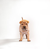 PUP 36 RK0001 12
Shar Pei Puppy Standing On Seamless