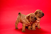 PUP 36 RK0011 03
Two Shar Pei Puppies Sitting Together On Red Background
