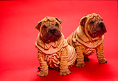 PUP 36 RK0011 05
Two Shar Pei Puppies Sitting Together On Red Background