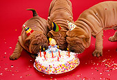 PUP 36 RK0016 07
Three Shar-Pei Puppies Wearing Party Hat Eating Birthday Cake Red Background