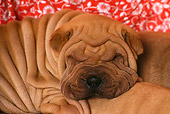 PUP 36 RK0017 02
Close Up Head Shot Of Shar-pei Sleeping Red Floral Background