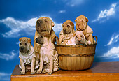 PUP 36 RK0025 03
Shar-pei Mother And Five Puppies Sitting Together By Basket Cloudy Blue Sky