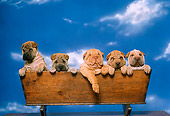 PUP 36 RK0028 08
Head Shot Of Shar-pei Puppies Sitting In Wooden Box Studio