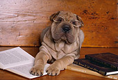 PUP 36 RK0039 30
Shar Pei Puppy Laying Glasses Reading Books