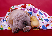 PUP 36 RK0070 07
Head Shot Of Shar-Pei Puppy Laying Under Colorful Heart Sheet With Duckling Red Background