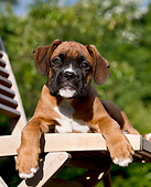 PUP 37 CB0004 01
Boxer Puppy Laying On Chair On Grass