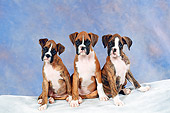 PUP 37 FA0004 01
Boxer Puppies Sitting On Gray Blanket