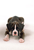 PUP 37 FA0005 01
Boxer Puppy Laying On White Carpet