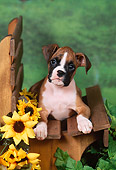 PUP 37 FA0006 01
Boxer Puppy Laying On Wooden Bench By Flowers