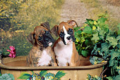 PUP 37 FA0011 01
Boxer Puppies Sitting In Wooden Tub By Shrubs