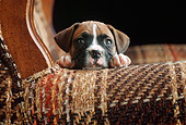 PUP 37 GR0004 01
Boxer Puppy Laying On Armchair