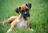 PUP 37 GR0011 01
Boxer Puppy Laying On Grass Tilting Head