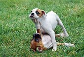 PUP 37 GR0013 01
Two Boxer Puppies Play Fighting On Lawn