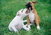 PUP 37 GR0014 01
Two Boxer Puppies Play Fighting On Lawn