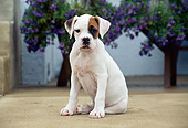 PUP 37 GR0015 01
Boxer Puppy Sitting On Patio By Purple Flowers