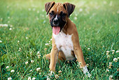 PUP 37 GR0020 01
Boxer Puppy Sitting On Lawn