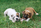 PUP 37 GR0024 01
Boxer Puppies Laying On Lawn Chewing On Stick