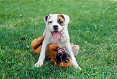 PUP 37 GR0027 01
Boxer Puppies Wrestling On Lawn