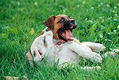 PUP 37 GR0028 01
Boxer Puppies Wrestling On Lawn
