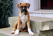 PUP 37 GR0030 01
Boxer Puppy Sitting On Cement Step