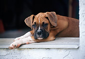 PUP 37 GR0031 01
Boxer Puppy Resting At Garage Doorway