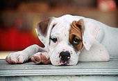 PUP 37 GR0032 01
Boxer Puppy Resting At Garage Doorway