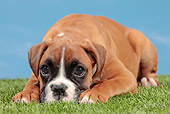 PUP 37 JE0003 01
Boxer Puppy Laying On Grass Against Blue Sky