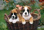PUP 37 KH0008 01
Boxer Puppies Sitting In Wicker Basket