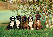 PUP 37 KH0009 01
Boxer Puppies Sitting In A Row On Grass