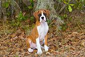 PUP 37 LS0003 01
Boxer Puppy Sitting On Live Oak Leaves By Spanish Moss Palmetto, Florida