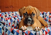 PUP 37 RK0020 04
Boxer Puppy Laying On Quilt In Basket