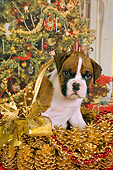 PUP 37 RK0036 01
Boxer Puppy Sitting In Christmas Basket Christmas Tree Background Studio