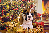 PUP 37 RK0037 01
Boxer Puppy Sitting In Christmas Basket Christmas Tree Background Studio