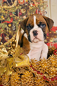 PUP 37 RK0038 01
Boxer Puppy Sitting In Christmas Basket Christmas Tree Background Studio