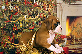 PUP 37 RK0039 01
Boxer Puppy Sitting In Christmas Basket Christmas Tree Background Studio