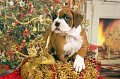 PUP 37 RK0040 01
Boxer Puppy Standing In Christmas Basket Christmas Tree Background Studio