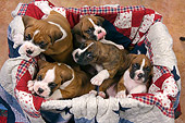 PUP 37 RK0041 01
Overhead View Of Five Boxer Puppies Sitting In Box Lined With Quilt