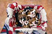 PUP 37 RK0042 01
Five Boxer Puppies Sitting In Box Lined With Quilt