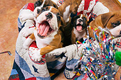 PUP 37 RK0043 01
Five Boxer Puppies Playing In Box Lined With Quilt