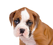 PUP 37 RK0047 01
Head Shot Of Boxer Puppy  On White Seamless